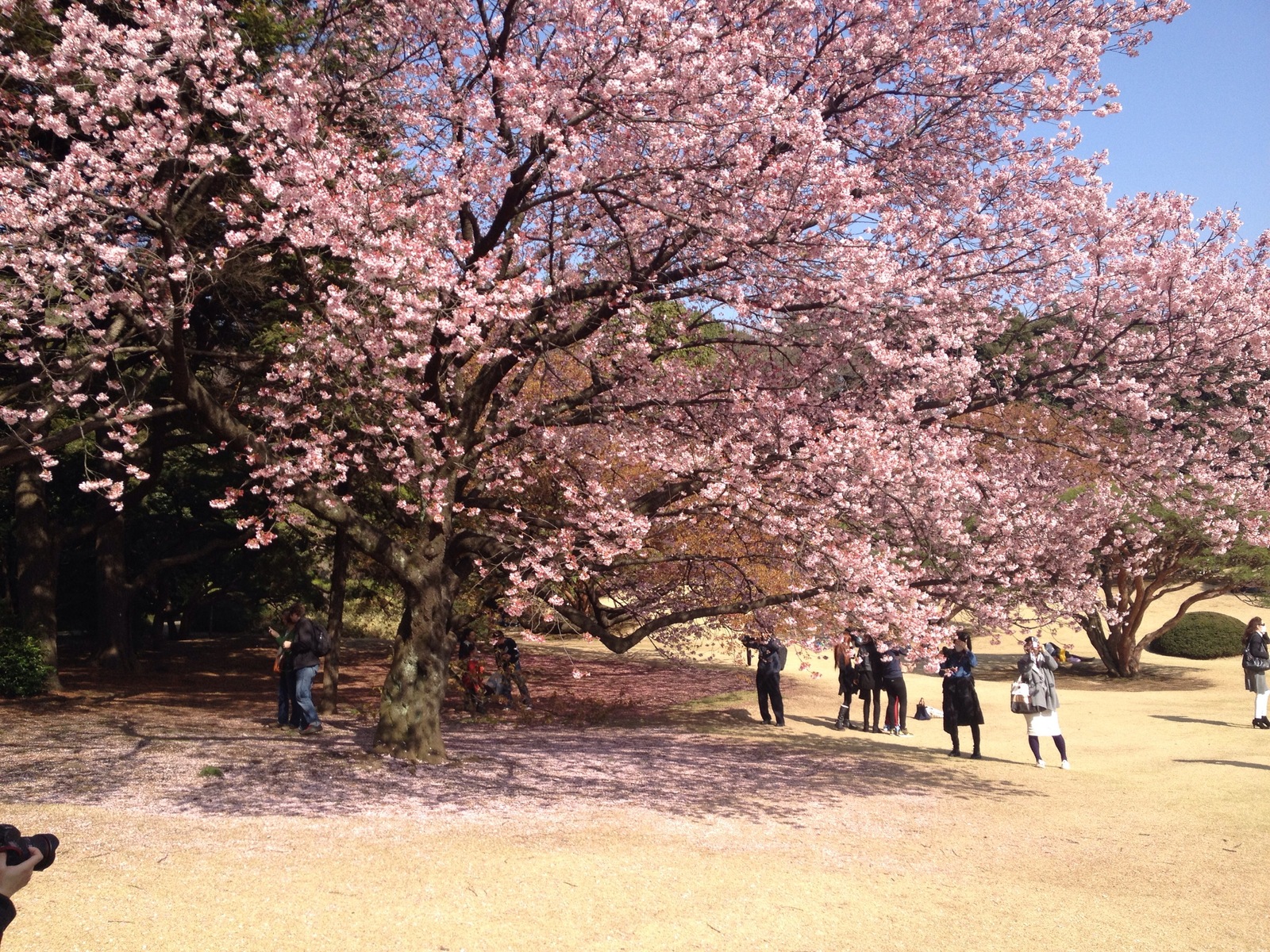 Kwitnące wiśnie w Tokio: sakury w Shinjuku Gyoen